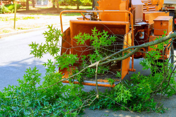 Professional Tree Care Services in Taft Heights, CA