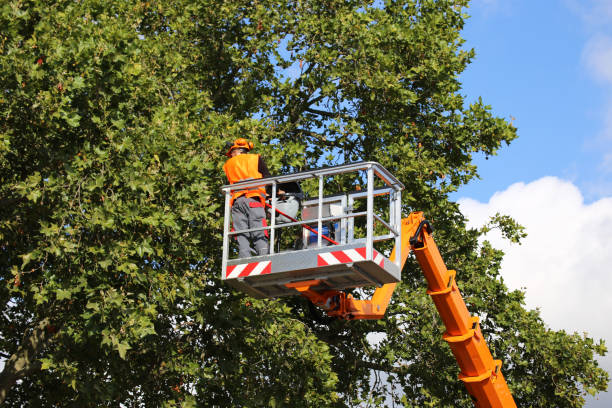 How Our Tree Care Process Works  in  Taft Heights, CA